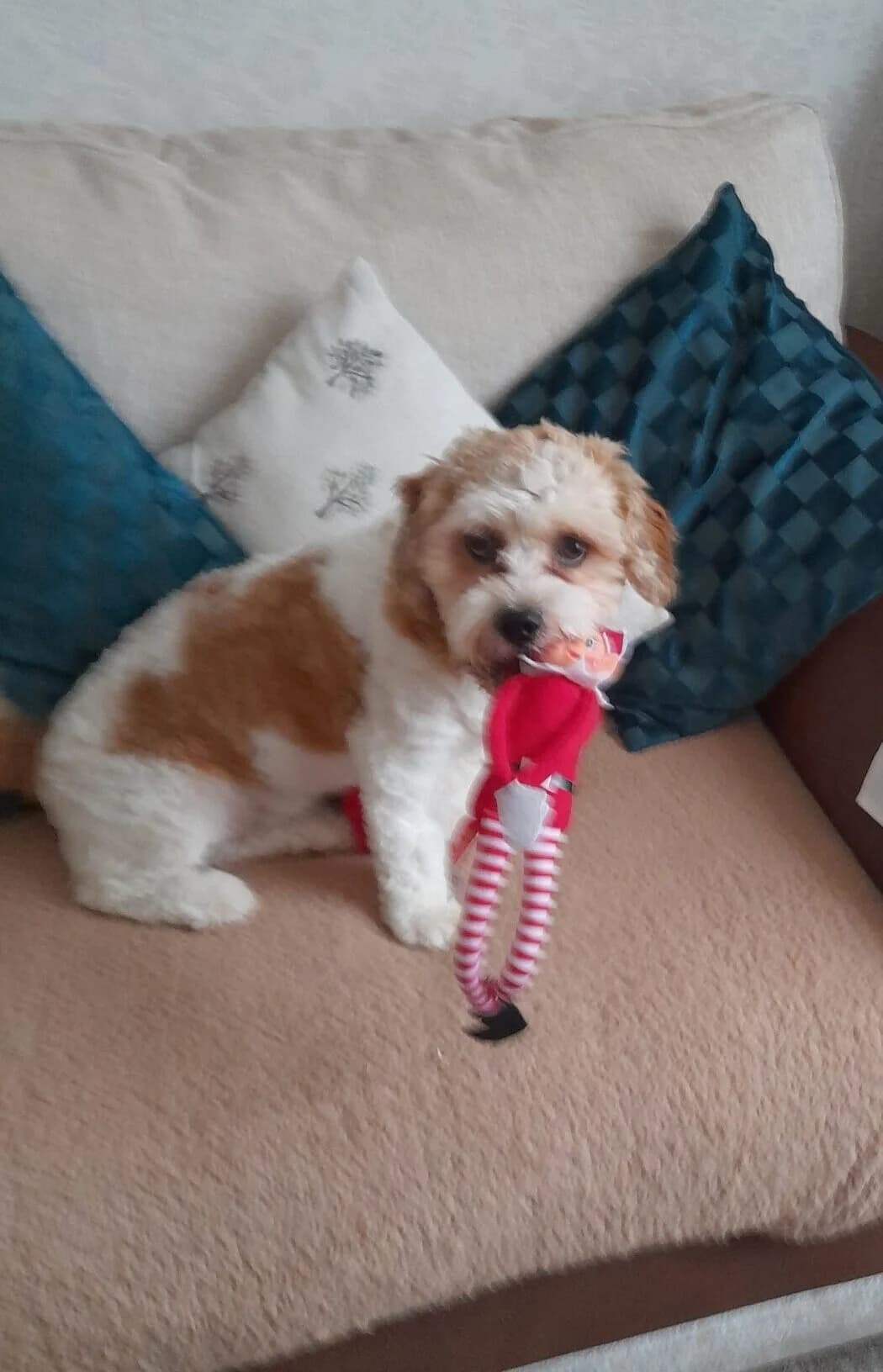 Luka,  (All Dogs Matter)