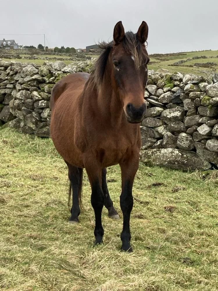 Lulu, female senior Equine for adoption at Freshfields Animal Rescue, Liverpool