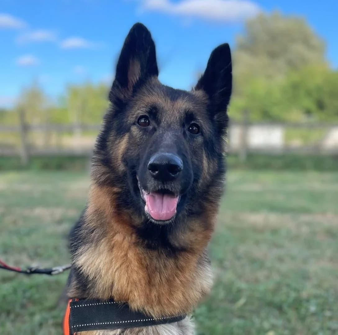 Luna,  (All Dogs Matter)