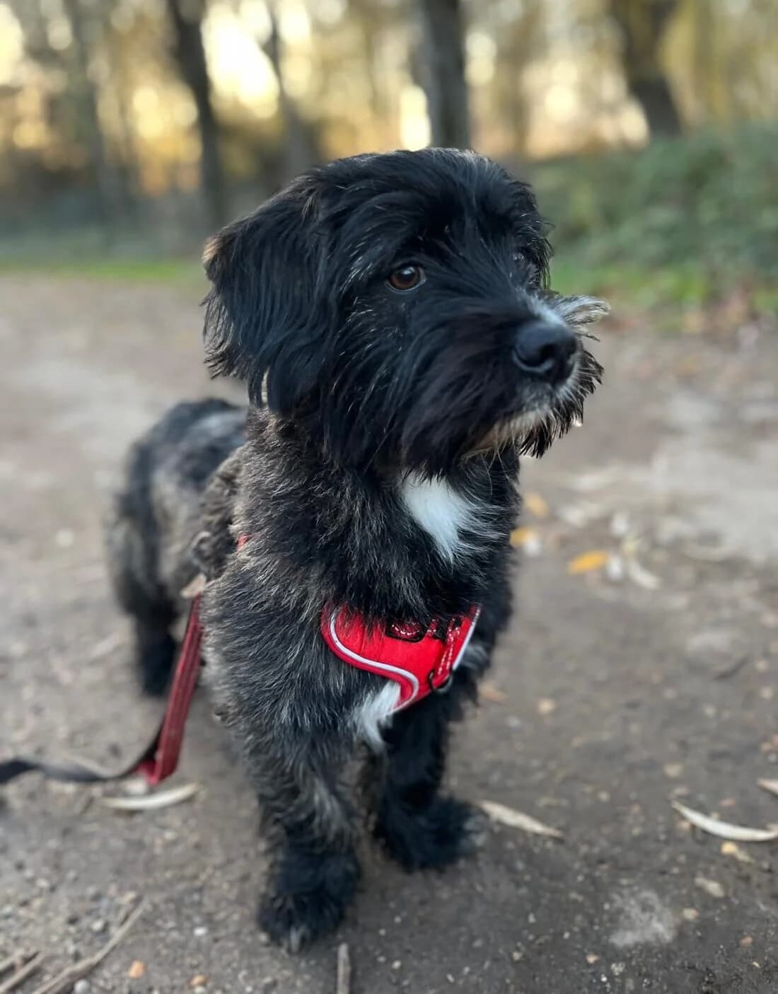 Luna,  (All Dogs Matter)