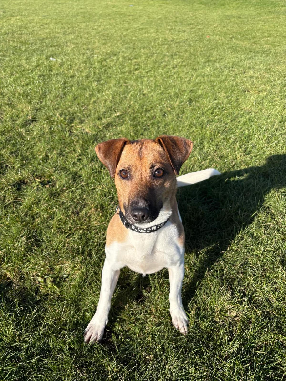 Luna, female Jack Russell Terrier for adoption at Edinburgh Dog and Cat Home, Edinburgh
