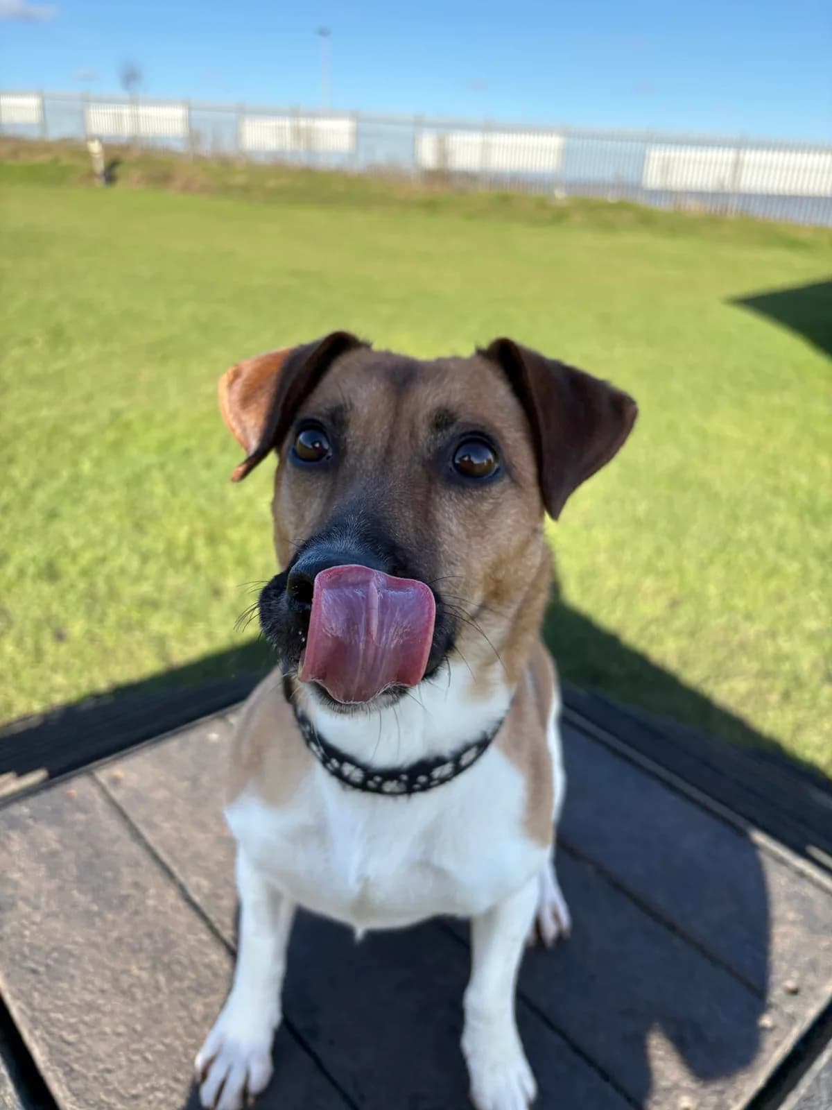 Luna, brown female Jack Russell Terrier for adoption at Edinburgh Dog and Cat Home, Edinburgh — photo 2 of 9