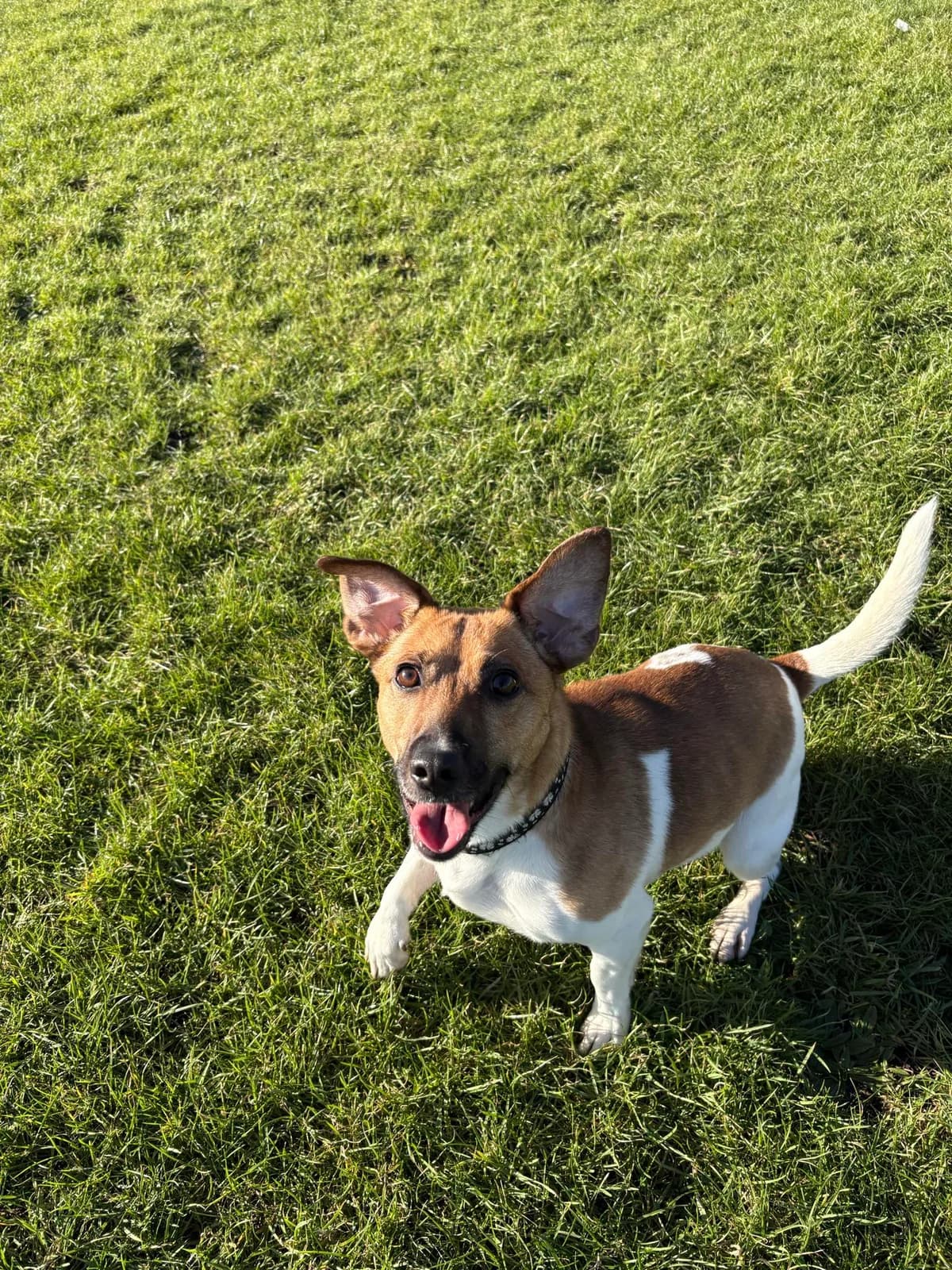 Luna, brown female Jack Russell Terrier for adoption at Edinburgh Dog and Cat Home, Edinburgh — photo 3 of 9