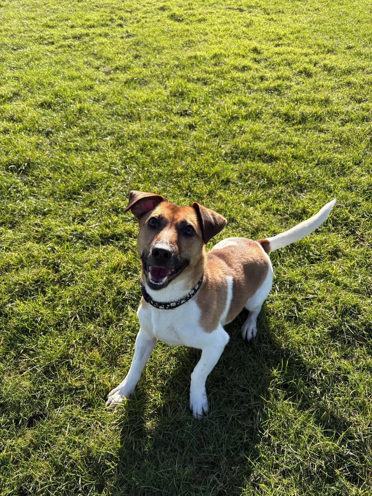 Luna, brown female Jack Russell Terrier for adoption at Edinburgh Dog and Cat Home, Edinburgh — photo 4 of 9