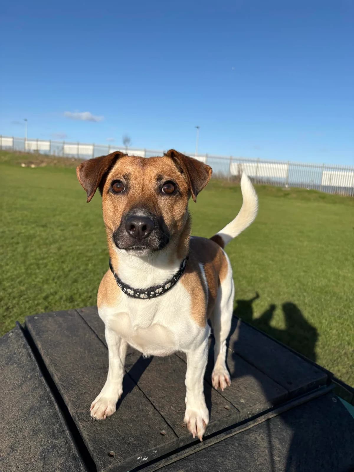 Luna, brown female Jack Russell Terrier for adoption at Edinburgh Dog and Cat Home, Edinburgh — photo 5 of 9