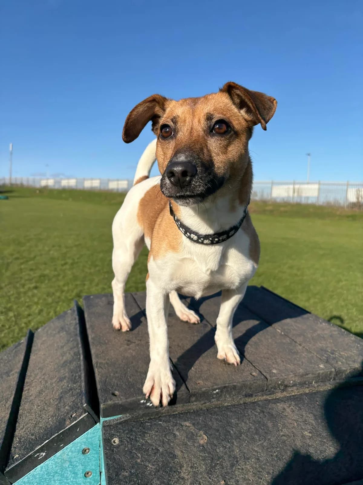 Luna, brown female Jack Russell Terrier for adoption at Edinburgh Dog and Cat Home, Edinburgh — photo 6 of 9