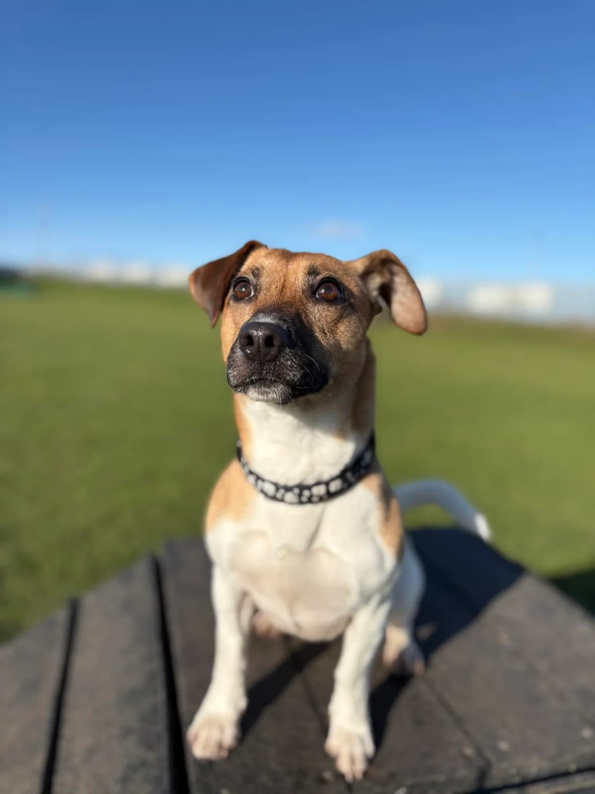 Luna, brown female Jack Russell Terrier for adoption at Edinburgh Dog and Cat Home, Edinburgh — photo 7 of 9