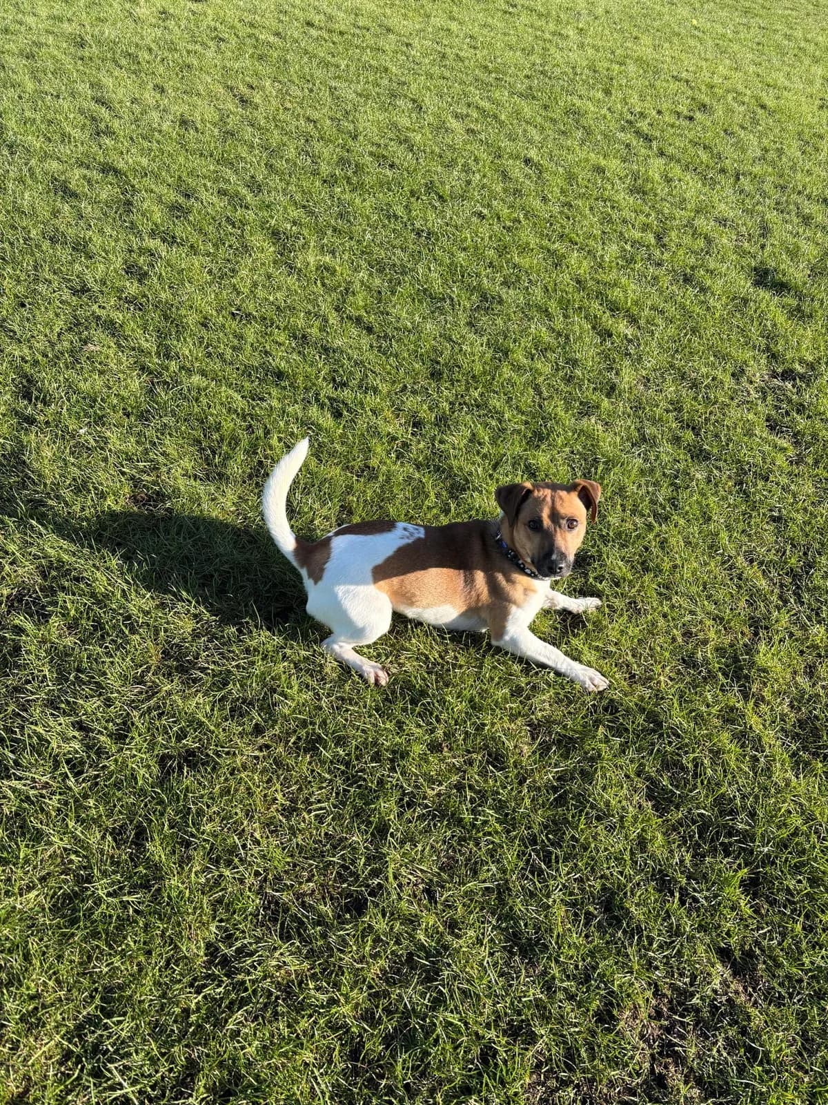 Luna, brown female Jack Russell Terrier for adoption at Edinburgh Dog and Cat Home, Edinburgh — photo 8 of 9