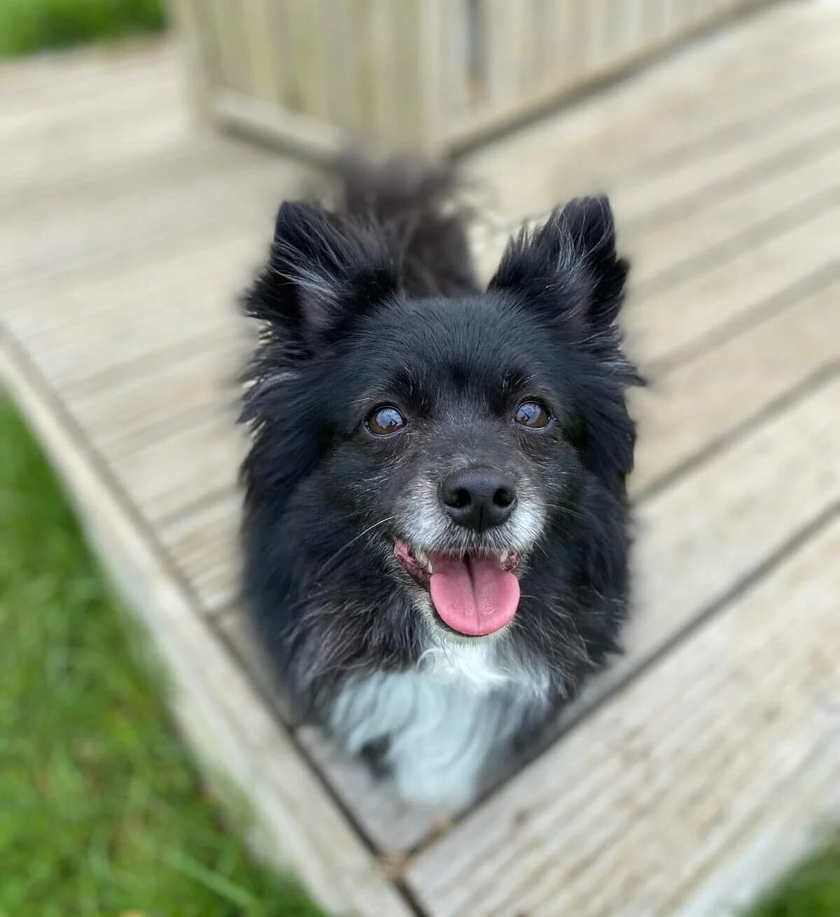 Lyla,  (All Dogs Matter)
