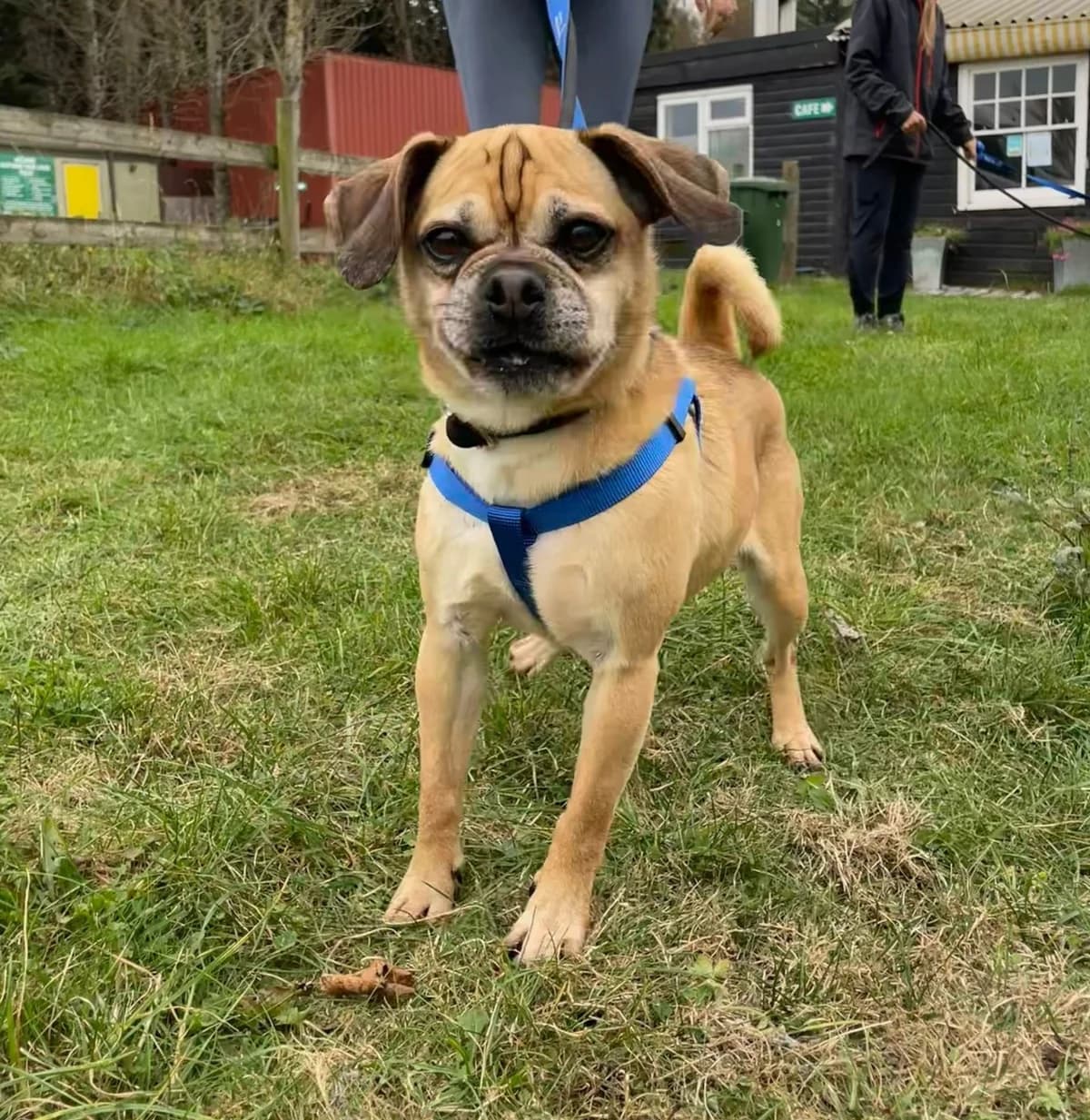 Maddie, female 6yo mixed breed for adoption at All Dogs Matter, London