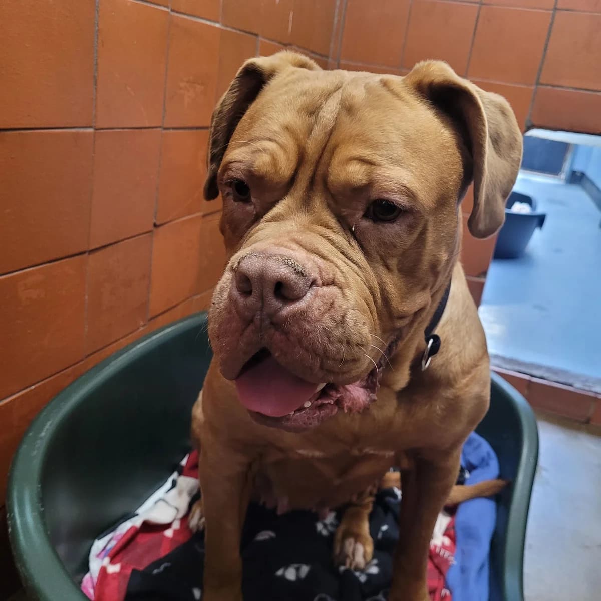 Madge, female Mixed Breed for adoption at Liverpool