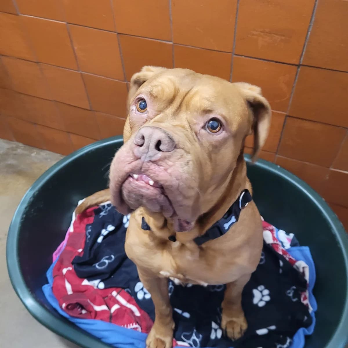 Madge, female Mixed Breed for adoption at Freshfields Animal Rescue, Liverpool photo 3