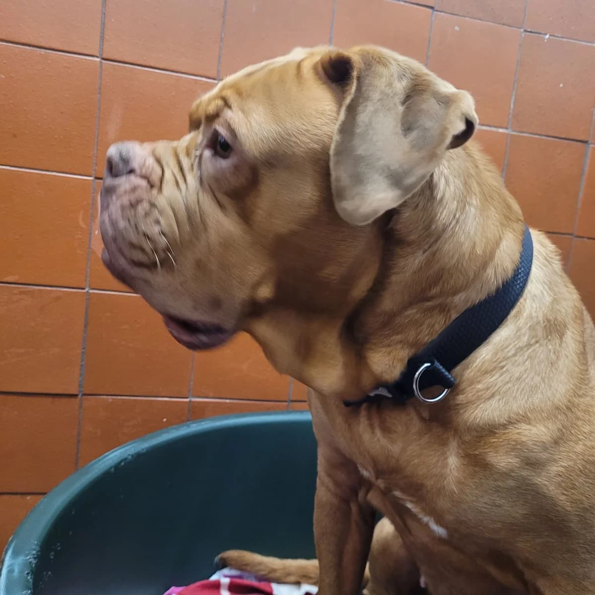 Madge, female Mixed Breed for adoption at Freshfields Animal Rescue, Liverpool photo 4