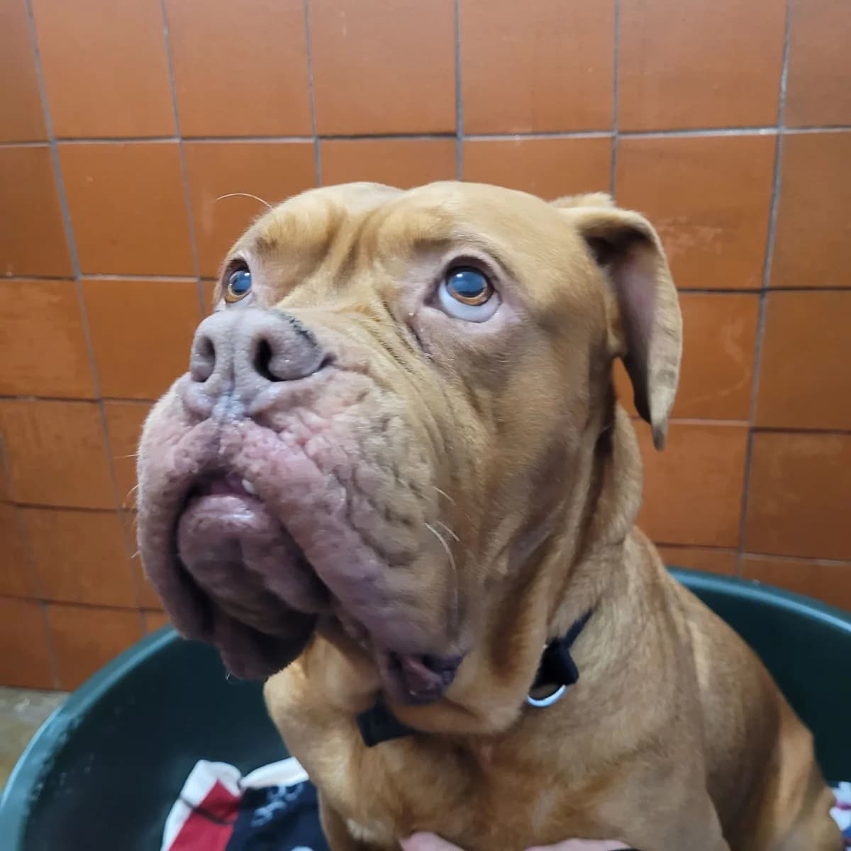 Madge, female Mixed Breed for adoption at Freshfields Animal Rescue, Liverpool photo 6