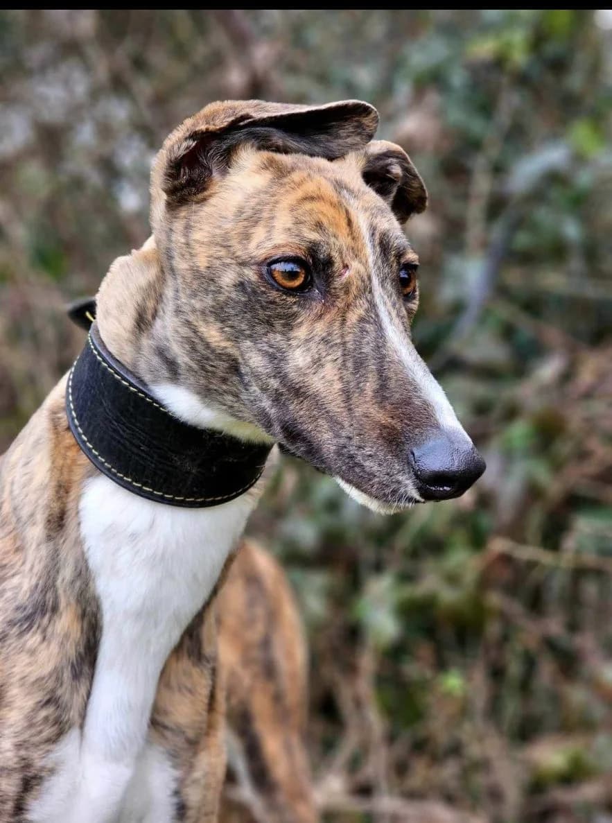 Mags, female 3yo mixed breed for adoption at All Dogs Matter, London
