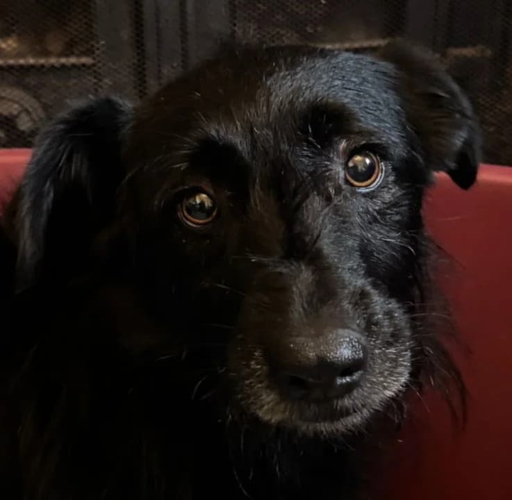 Maisie, female Border Collie for adoption at Dogs4Rescue, Manchester