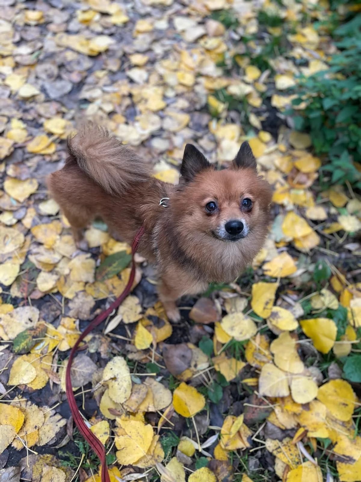 Mango,  (All Dogs Matter)