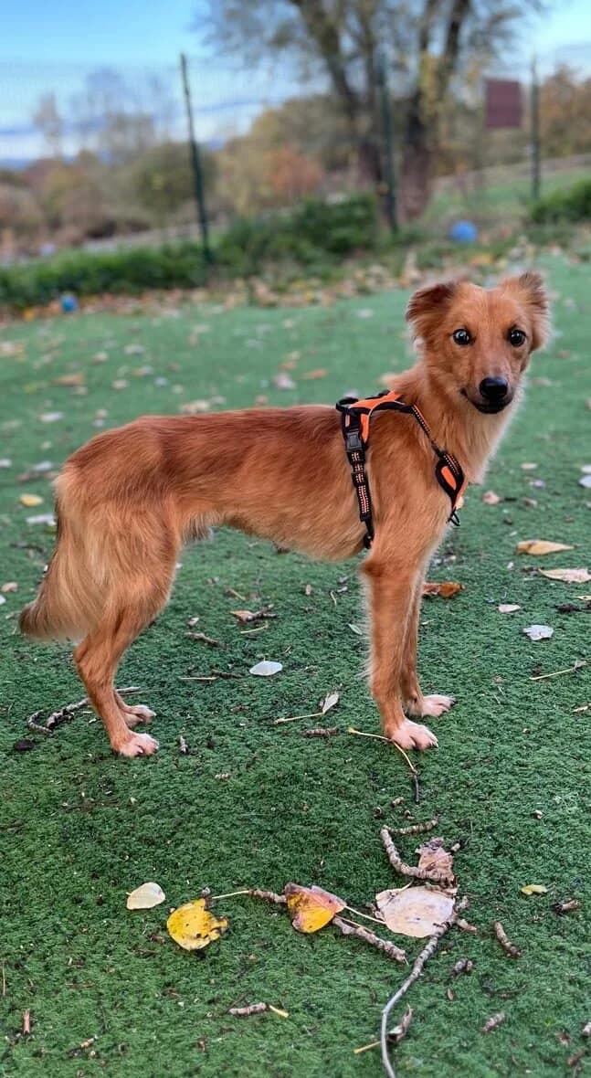 Mani,  (All Dogs Matter)