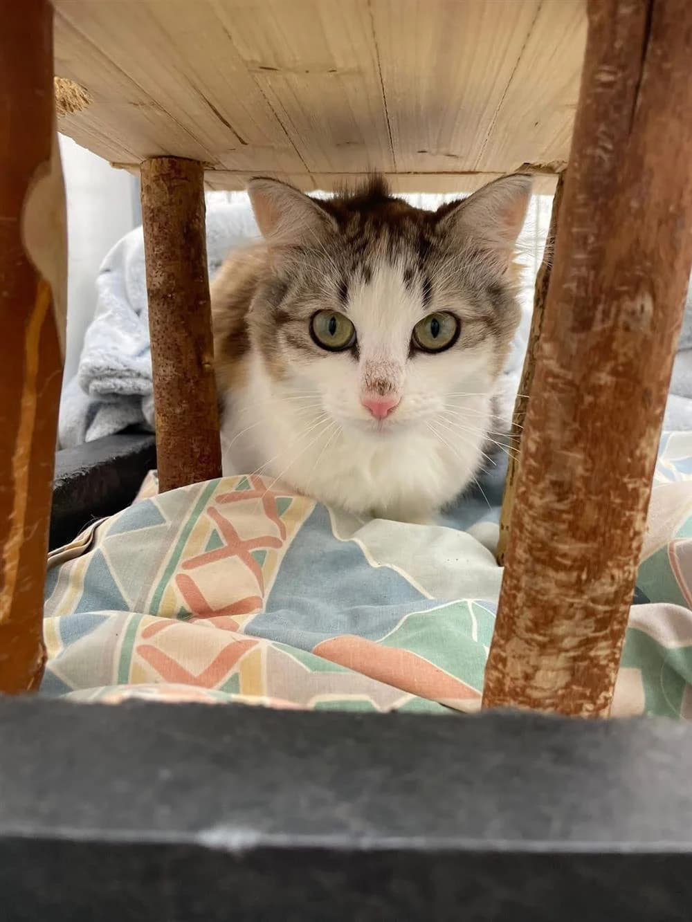 Maple, female mixed breed for adoption at Bristol Animal Rescue Centre, Bristol