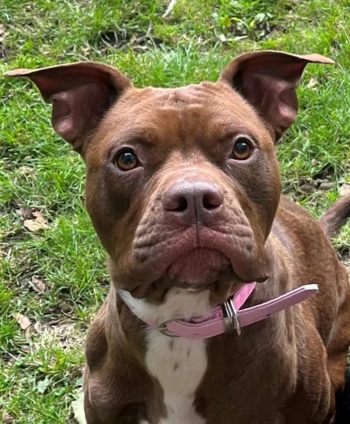 Margo, female 5yo Staffordshire Bull Terrier for adoption at All Dogs Matter, London