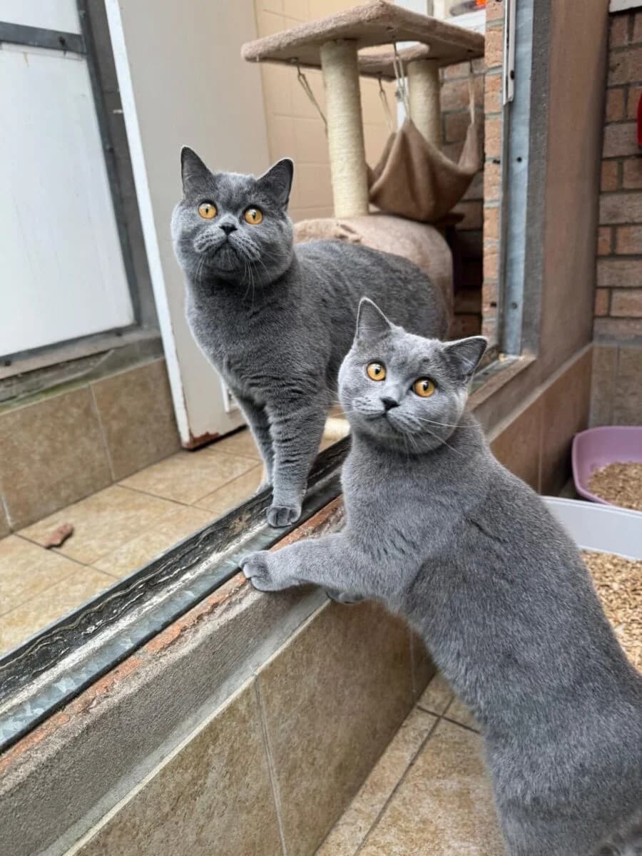 Margot & Daphne, female Mixed Breed for adoption at Newcastle Dog and Cat Shelter, Newcastle