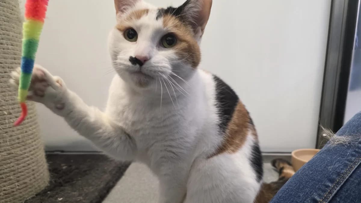 Marilyn Monmeow, female 5yo Mixed Breed for adoption at Battersea Dogs & Cats Home, London