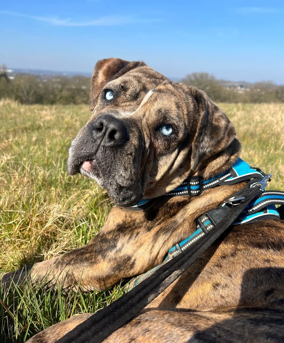 Marjorie,  (All Dogs Matter)