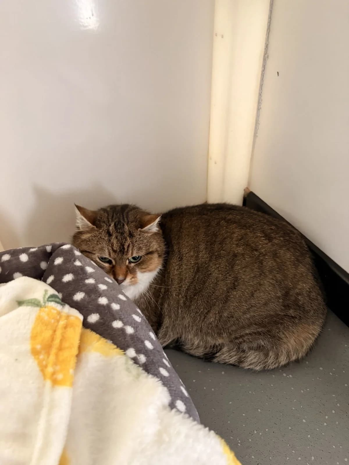 Marmalade, female Mixed Breed for adoption at Liverpool