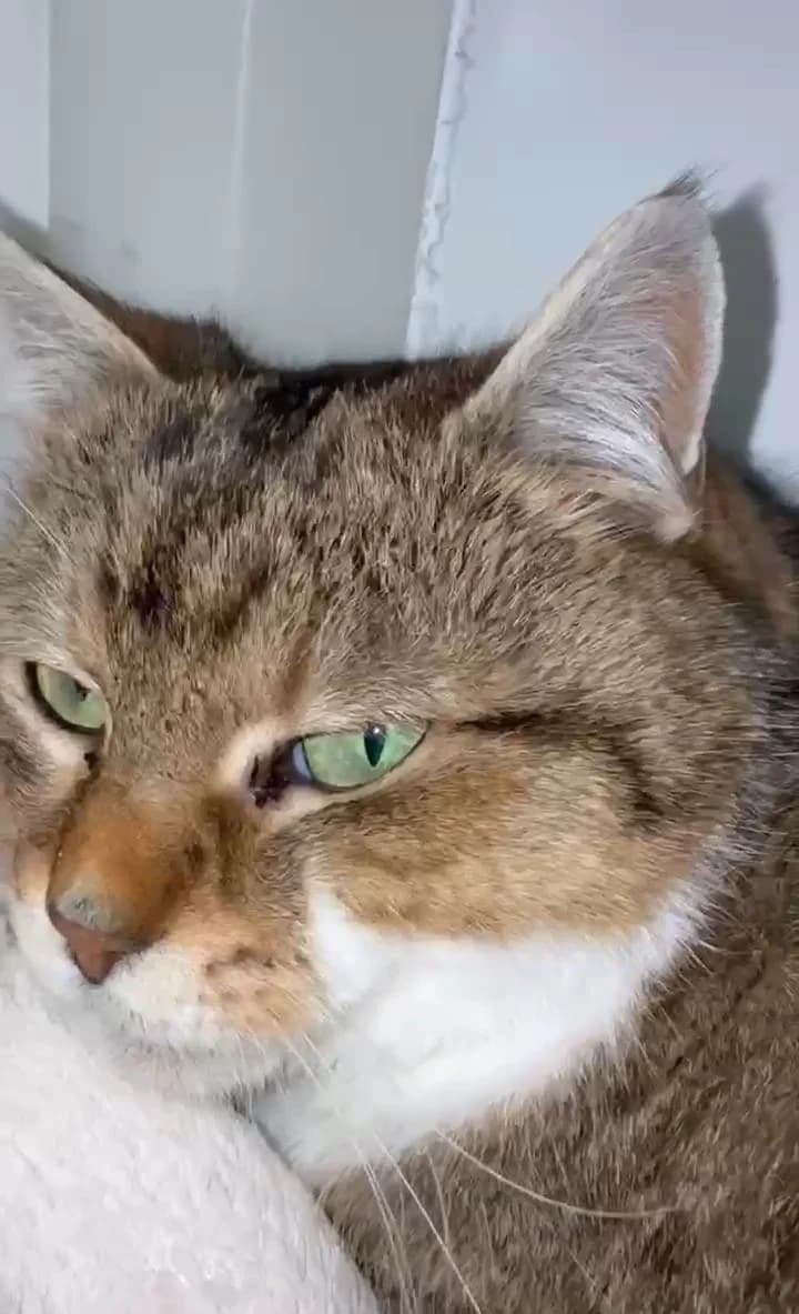 Marmalade, female Mixed Breed for adoption at Freshfields Animal Rescue, Liverpool photo 3