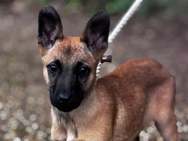 Marmite,  (All Dogs Matter)