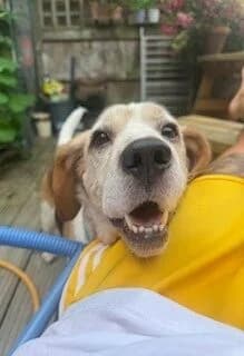 Marshall,  (All Dogs Matter)