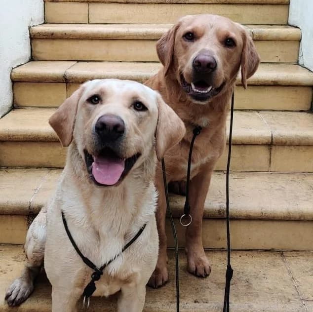 Mellow and Teddie,  (All Dogs Matter)