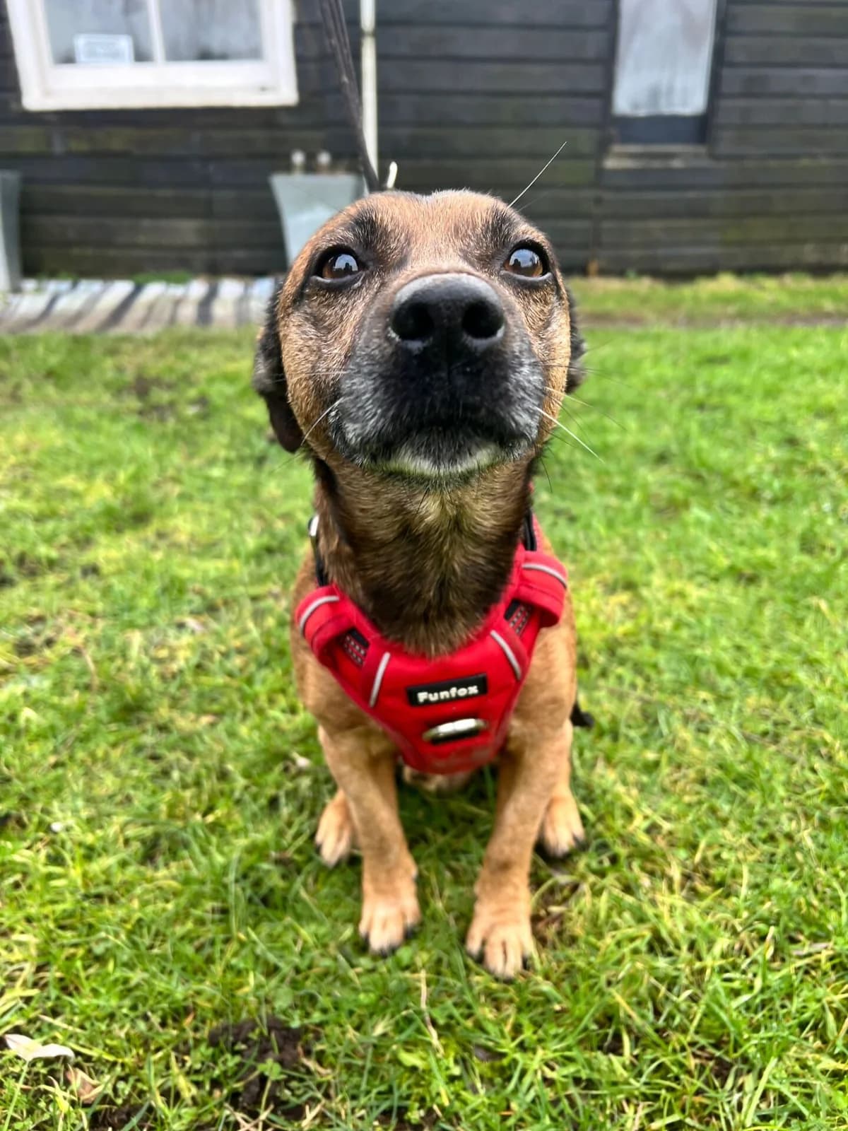 Martin,  (All Dogs Matter)