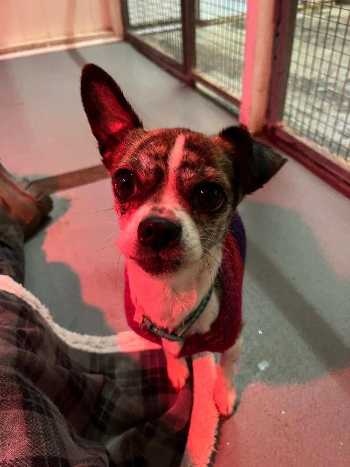 Mary,  (All Dogs Matter)