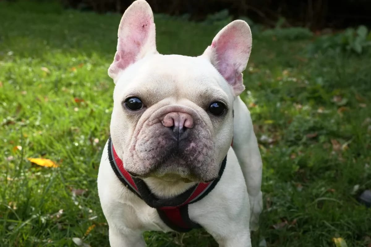 Maschille,  (All Dogs Matter)