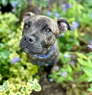 Mateo,  (All Dogs Matter)