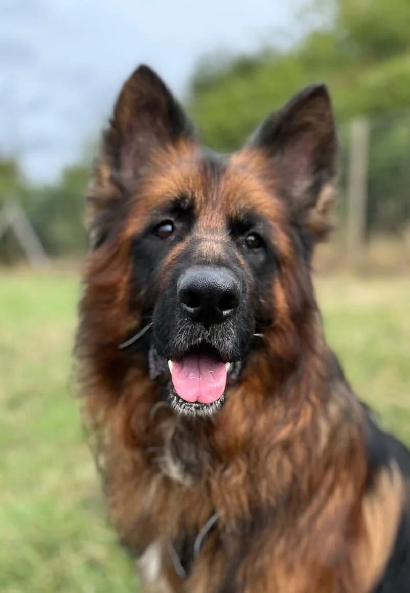 Max,  (All Dogs Matter)