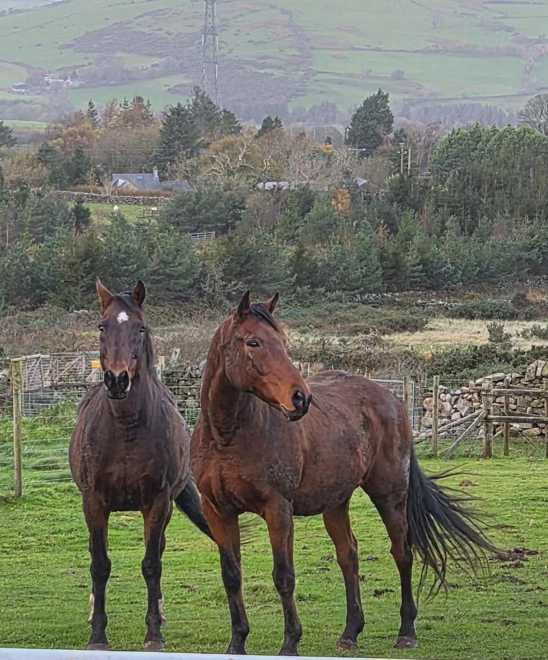 Max & Ozzy, male Equine for adoption at Liverpool