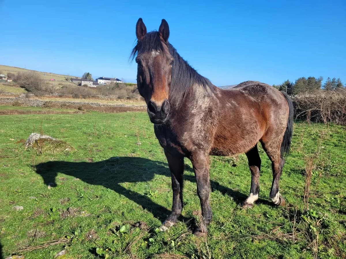 Max & Ozzy, male Equine for adoption at Freshfields Animal Rescue, Liverpool photo 2