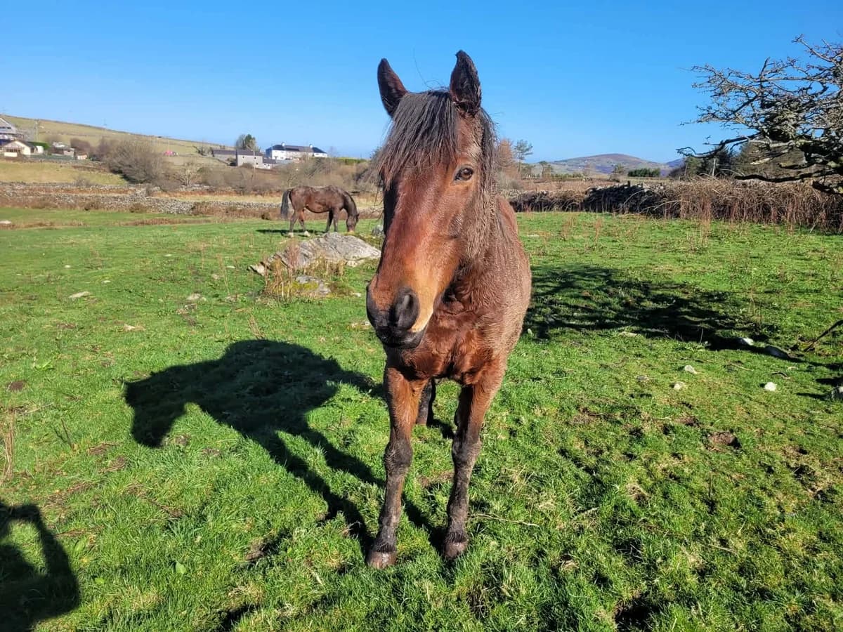 Max & Ozzy, male Equine for adoption at Freshfields Animal Rescue, Liverpool photo 3