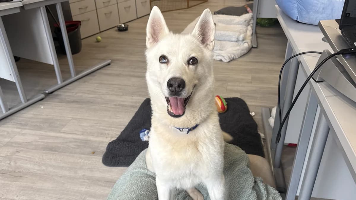 Maymay, Husky (Battersea Dogs & Cats Home)