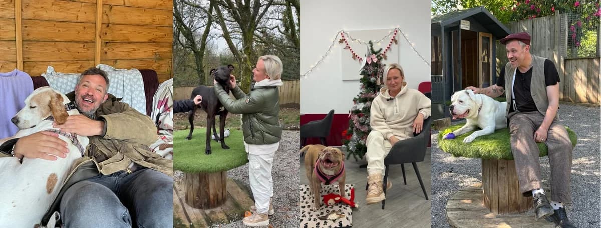 Meet Our Ambassadors, female senior Mixed Breed for adoption at Hope Rescue, Pontyclun