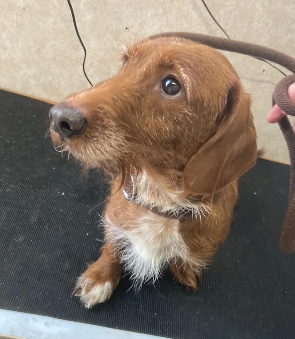 Meredith,  (All Dogs Matter)