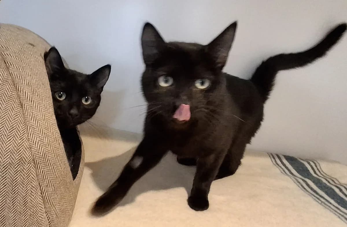 Merlin and Gandalf, male Mixed Breed for adoption at Freshfields Animal Rescue, Liverpool photo 2