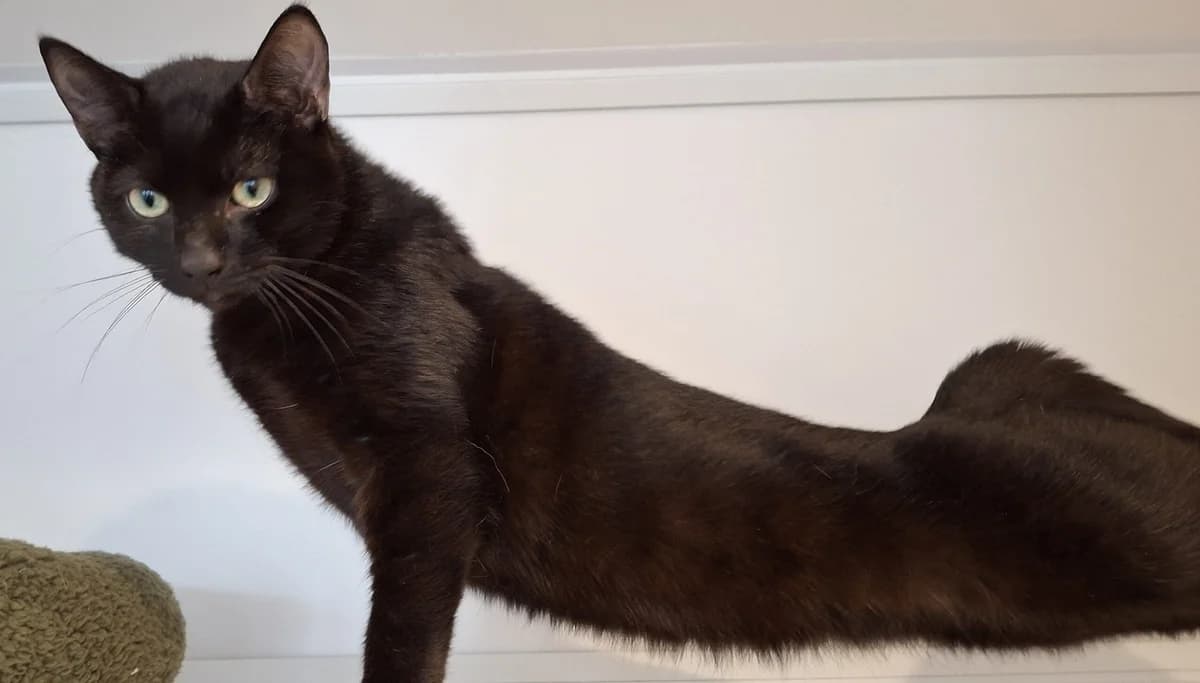 Merlin and Gandalf, male Mixed Breed for adoption at Freshfields Animal Rescue, Liverpool photo 3