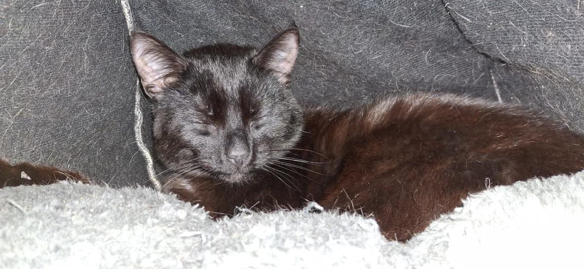 Merlin and Gandalf, male Mixed Breed for adoption at Freshfields Animal Rescue, Liverpool photo 4