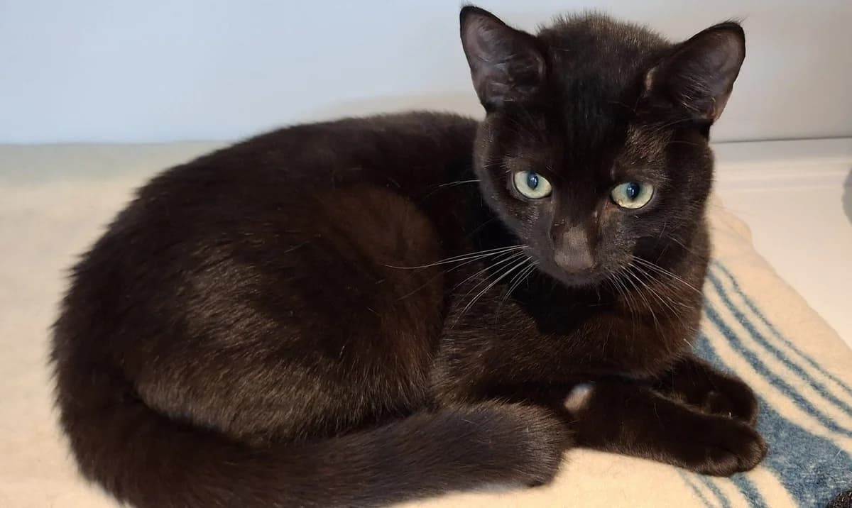 Merlin and Gandalf, male Mixed Breed for adoption at Freshfields Animal Rescue, Liverpool photo 5