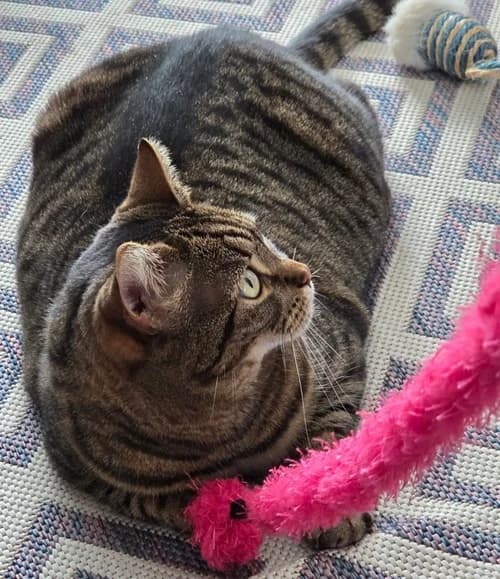 Mia – available, female Mixed Breed for adoption at Wadars Animal Rescue, Worthing