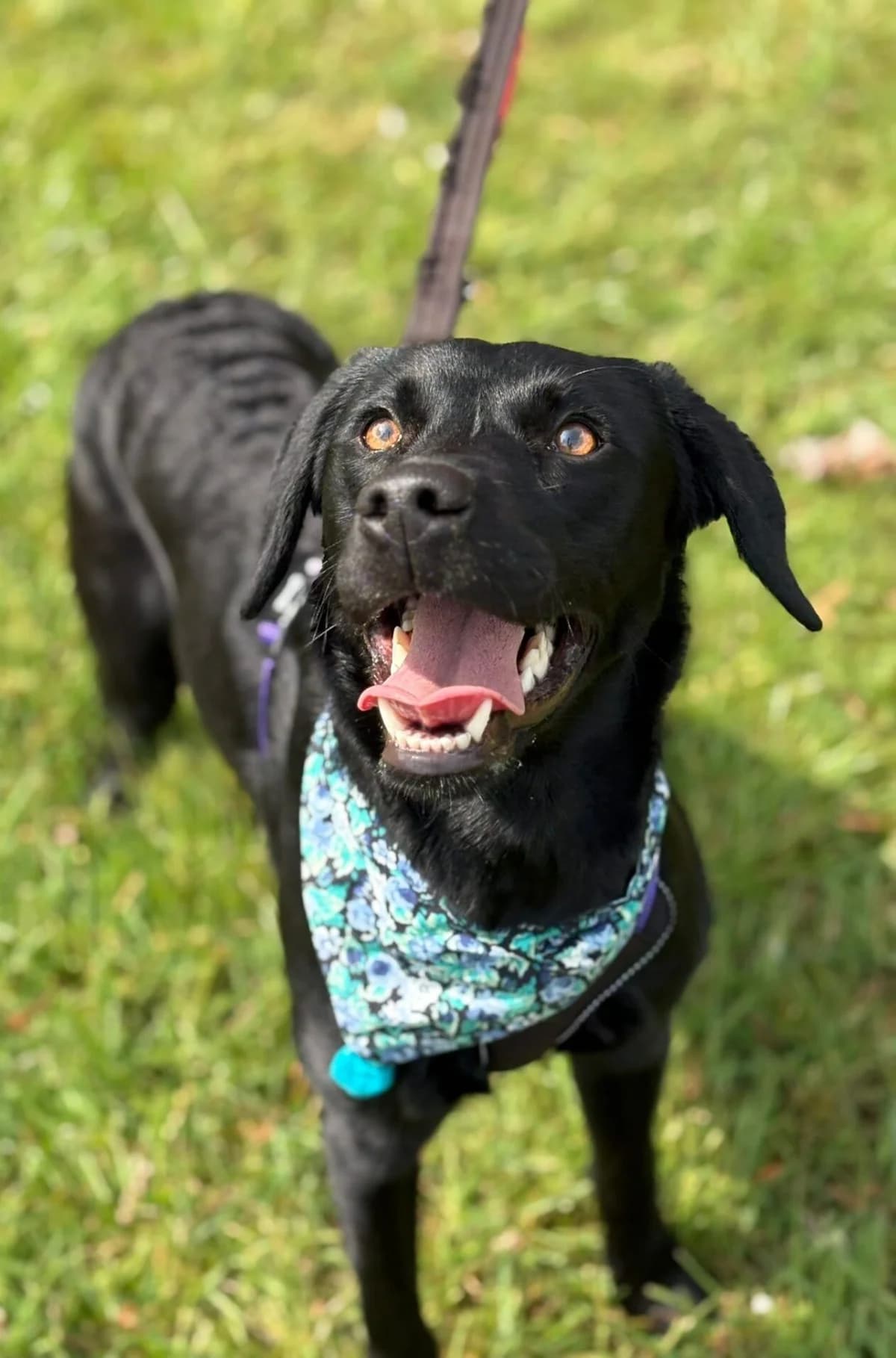 Midnight,  (All Dogs Matter)