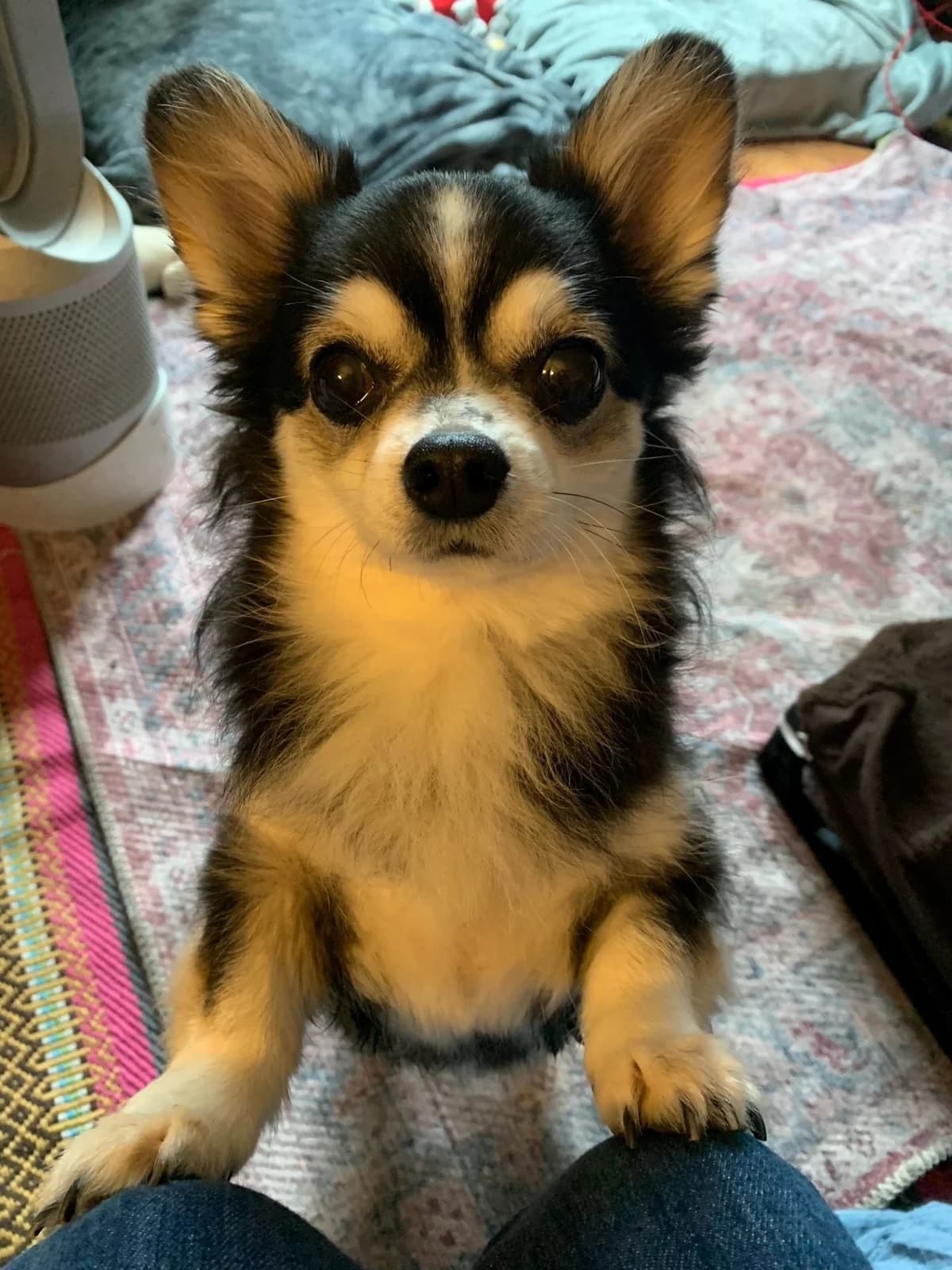 Miki, female senior mixed breed for adoption at All Dogs Matter, London